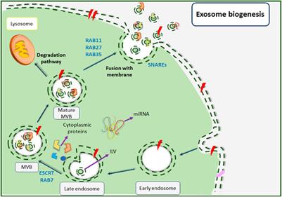 Extracellular vesicles biogenesis, isolation, manipulation and genetic engineering for potential in vitro and in vivo therapeutics: An overview